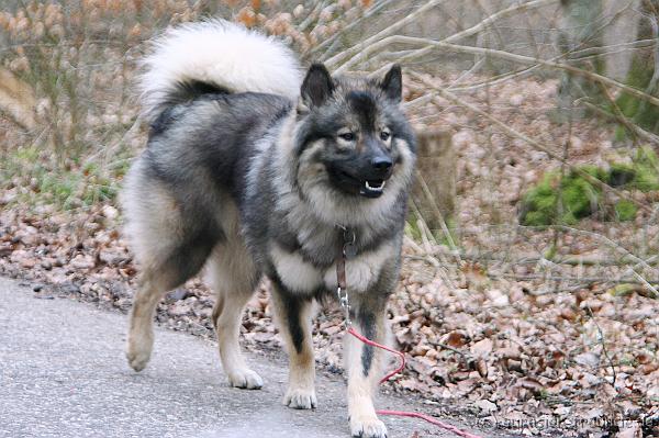 (Foto Goslar) Koerung Benno_14.03.2015_IMG_6826.png